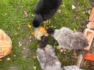 Chickens poultry - Advert 7