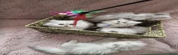 British Longhair cats for sale: 5 Beautiful British Longhair white/silver kittens - Advert 4