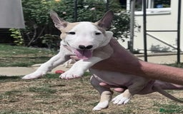 English Bull Terrier dogs for sale: English bull terrier pups for sale  - Image 13