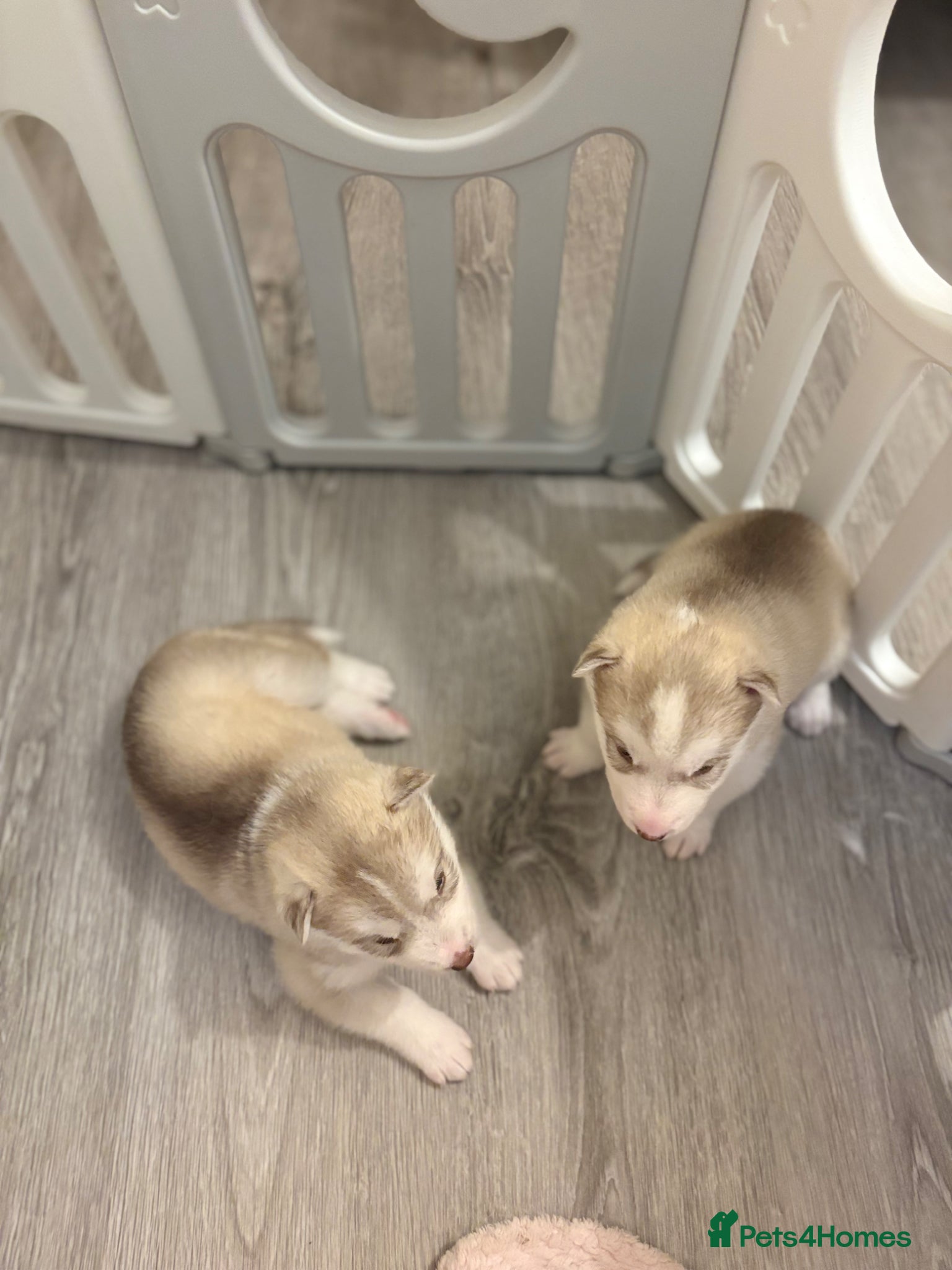 Siberian Husky dogs for sale: Siberian husky puppies in Swindon - Advert 6