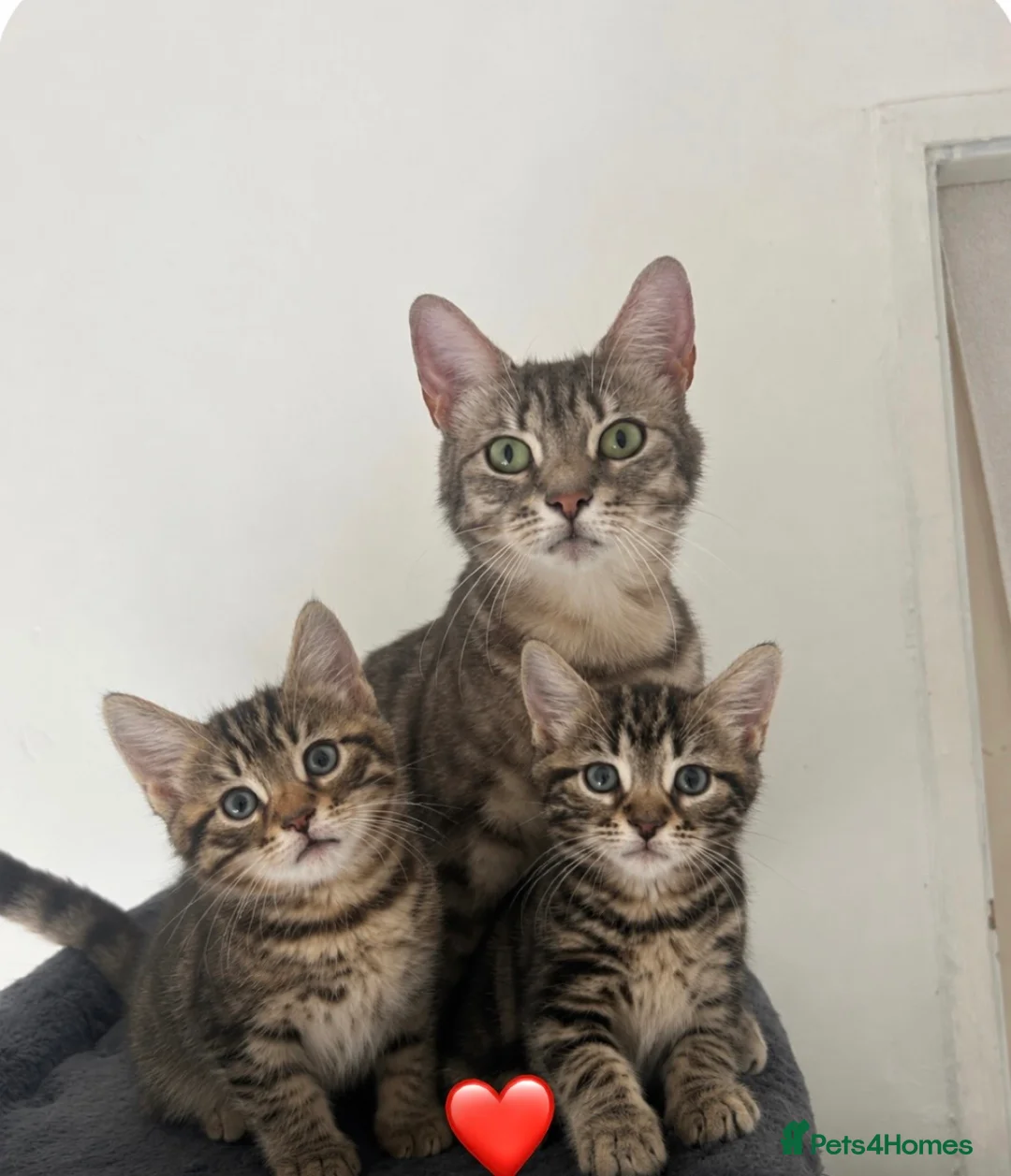 Mixed Breed cats for sale: Bengal/blue bengal kittens 👀🏡 - Advert 14