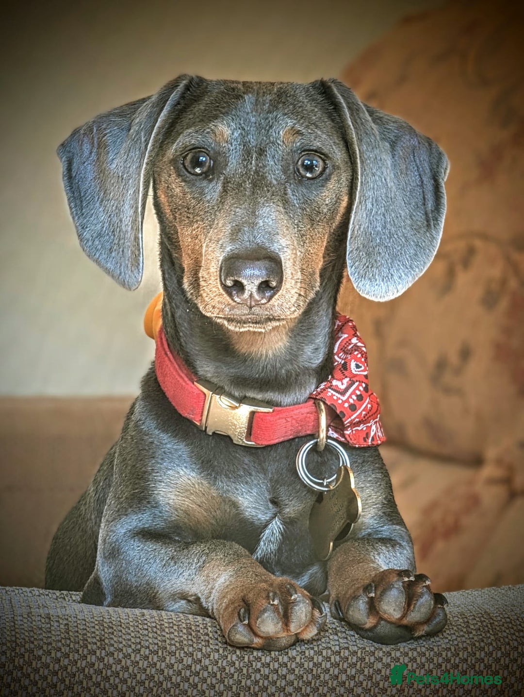 Dachshund dogs for stud: 1 year old Male Daschund ready for stud - Image 4