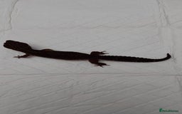 Leopard Gecko reptiles for sale: Three stunning leopard geckos for sale in Hinckley - Image 11