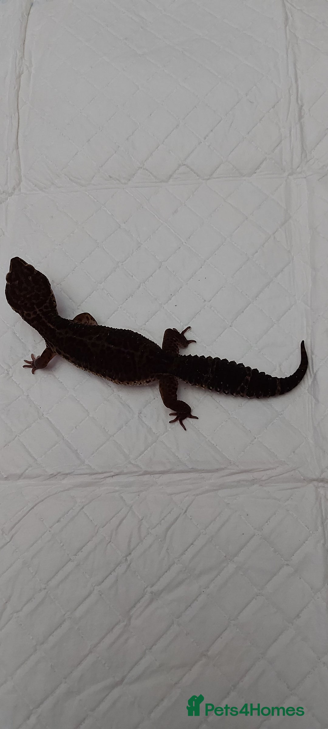 Leopard Gecko reptiles for sale: Three stunning leopard geckos for sale in Hinckley - Image 11