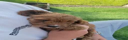 Cavapoo dogs for sale: F1 Cavapoo - Advert 6