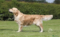 Golden Retriever dogs for stud: Golden retriever stud dog - Image 1