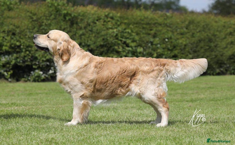Golden Retriever dogs - Advert 1