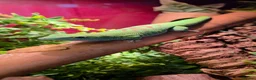 Gecko reptiles for sale: Male Madagascan giant day gecko in Liverpool - Advert 4