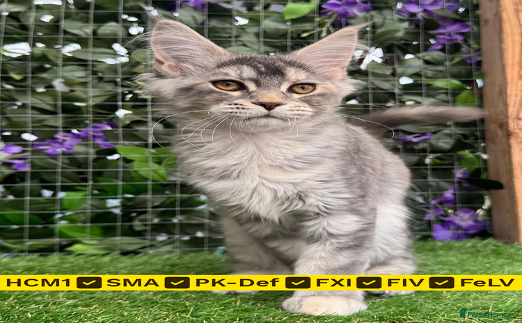 Maine Coon cats - Advert 1