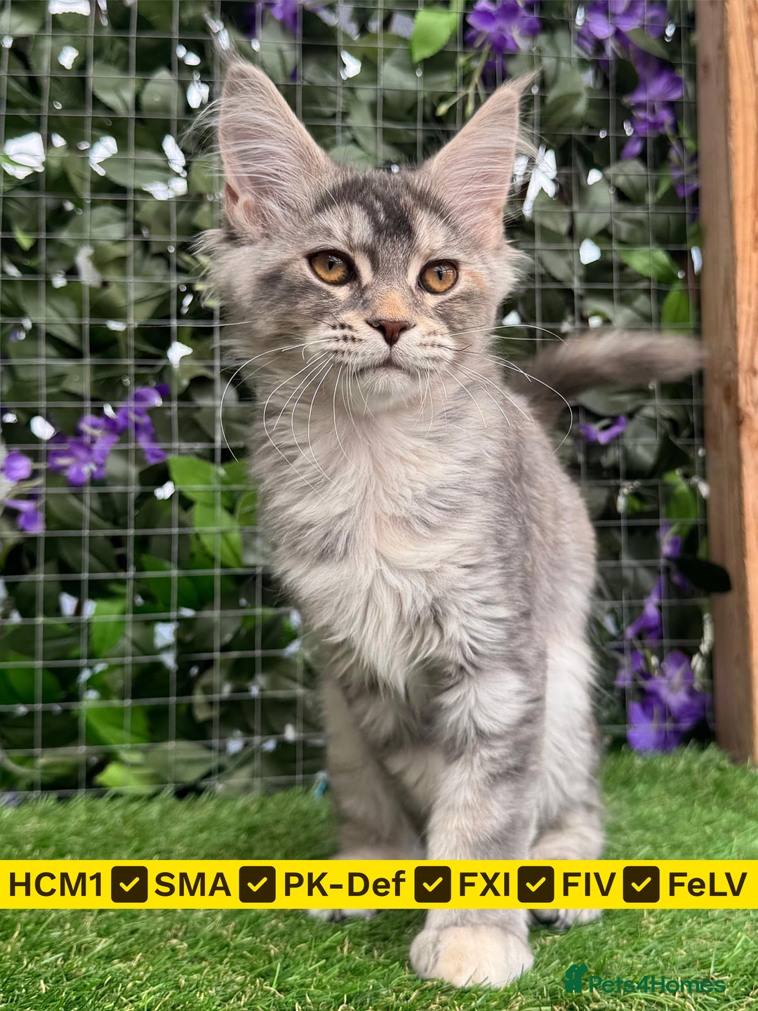 Maine Coon cats for sale: Russian bloodline Maine Coon Kittens 20+Gen! 🏆 - Image 1