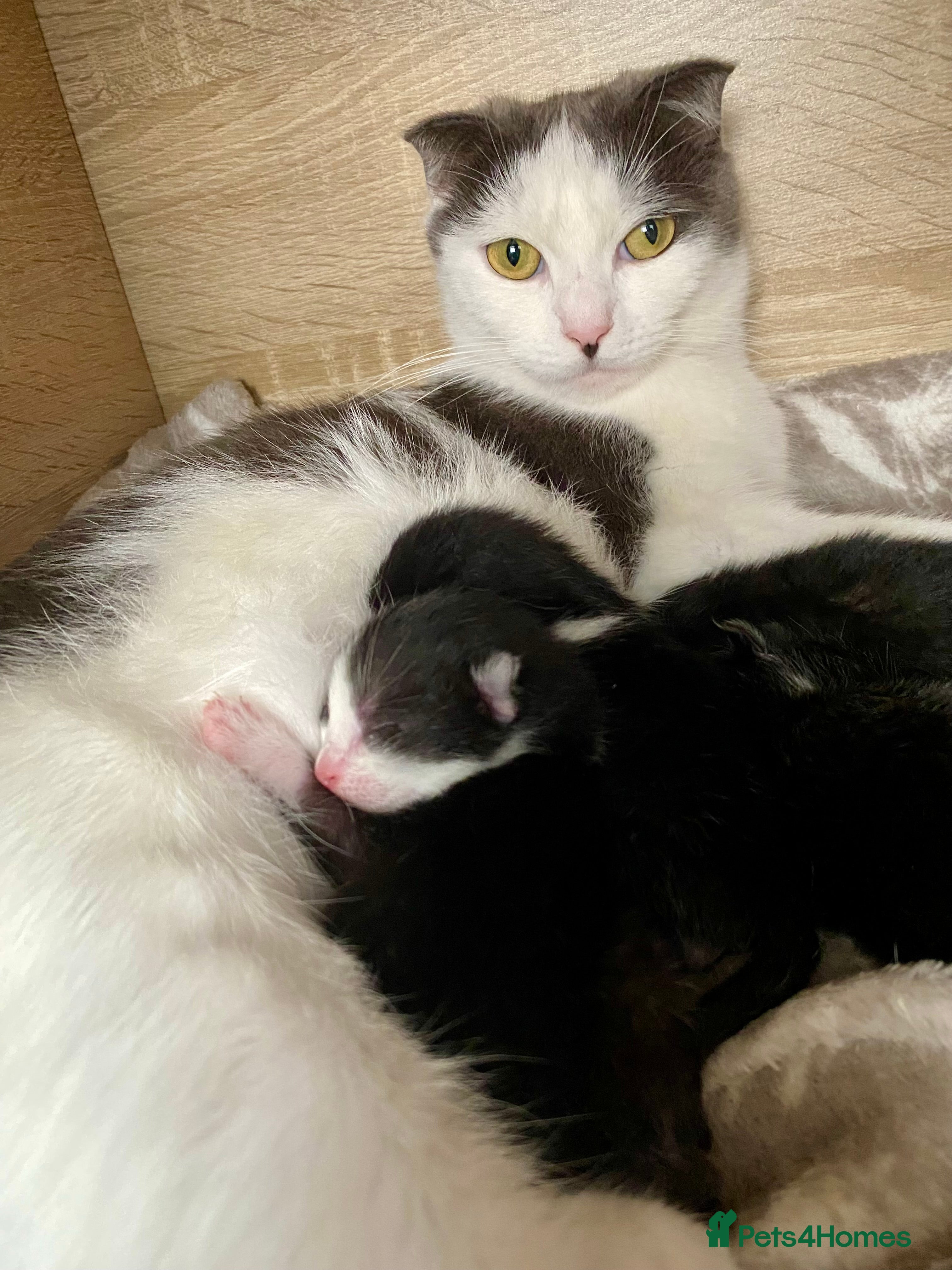 Mixed Breed cats 3 kittens, 2 girls 1 boy. READ DESCRIPTION  - Advert 1