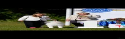 Samoyed dogs for sale: Beautiful pedigree kc Samoyed  - Advert 27