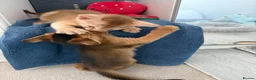 Abyssinian cats for sale: TICA reg one gorgeous Ruddy Aby boy left! - Advert 8