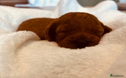 Cockapoo dogs for sale: ⭐️Exceptional litter - Cockapoo F1BB⭐️ - Image 6