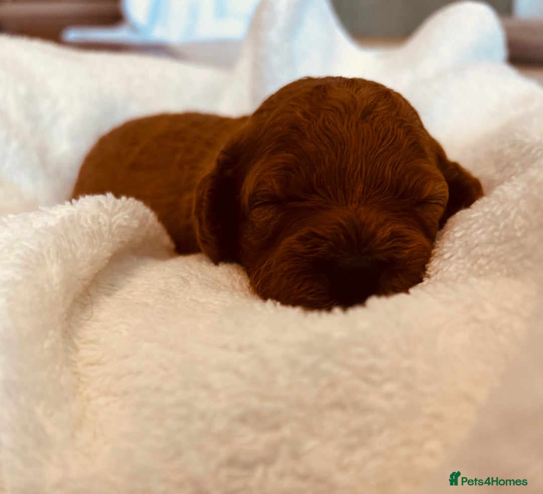 Cockapoo dogs for sale: ⭐️Exceptional litter - Cockapoo F1BB⭐️ - Image 6