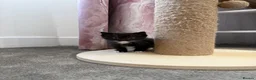 Ragdoll cats for sale: Half Ragdoll Kittens - Advert 7