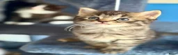 Mixed Breed cats for sale: Beautiful kittens - Advert 8