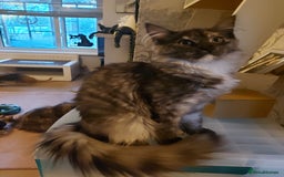 Maine Coon cats for sale: Maine coon - Image 5
