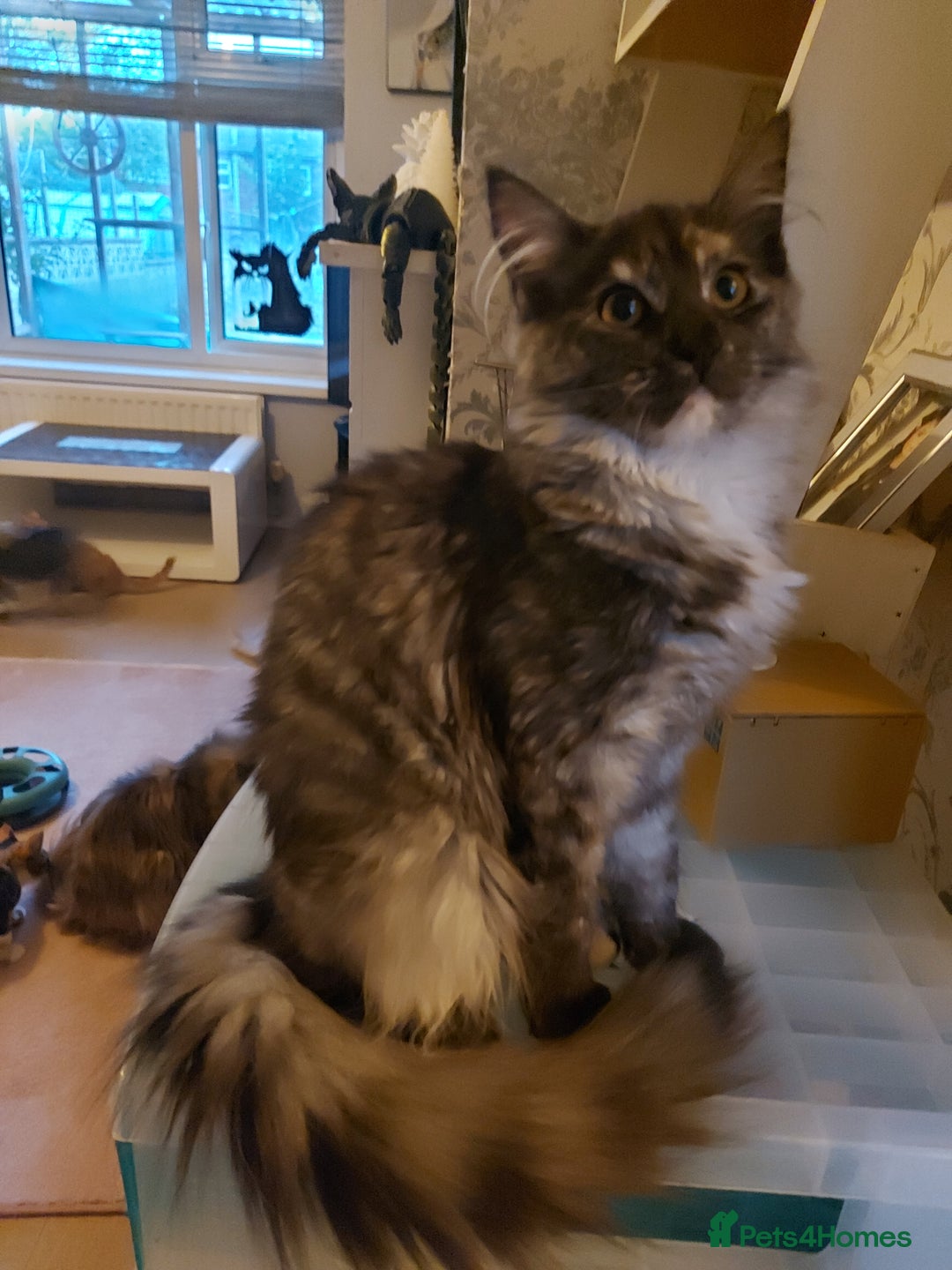 Maine Coon cats for sale: Maine coon - Image 5