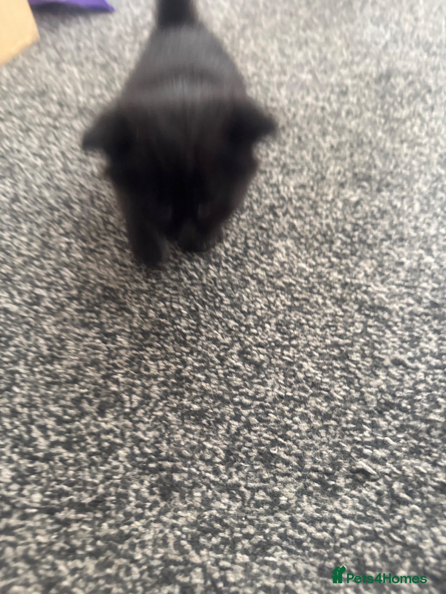 Mixed Breed cats Black fluffy kittens  - Advert 2