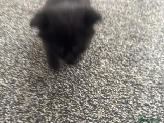 Mixed Breed cats Black fluffy kittens - Advert 2