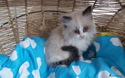 Ragdoll cats for sale: RAGDOLLS BICOLOUR BOY GIRLS BLUE EYES READY NOW  - Advert 27