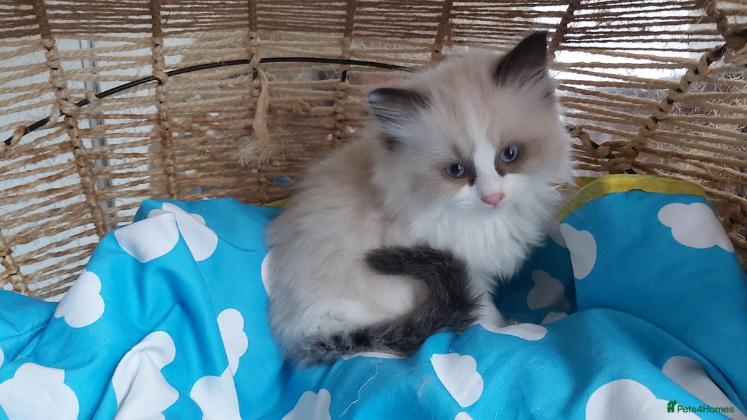 Ragdoll cats for sale: RAGDOLLS BICOLOUR BOY GIRLS BLUE EYES READY NOW  - Advert 27