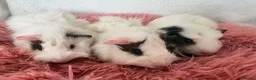 Guinea Pig rodents for sale: Guinea pigs  - Advert 6