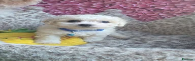 Bichon Frise 2