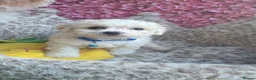 Bichon Frise dogs for sale: Bichon Frisé  - Advert 5