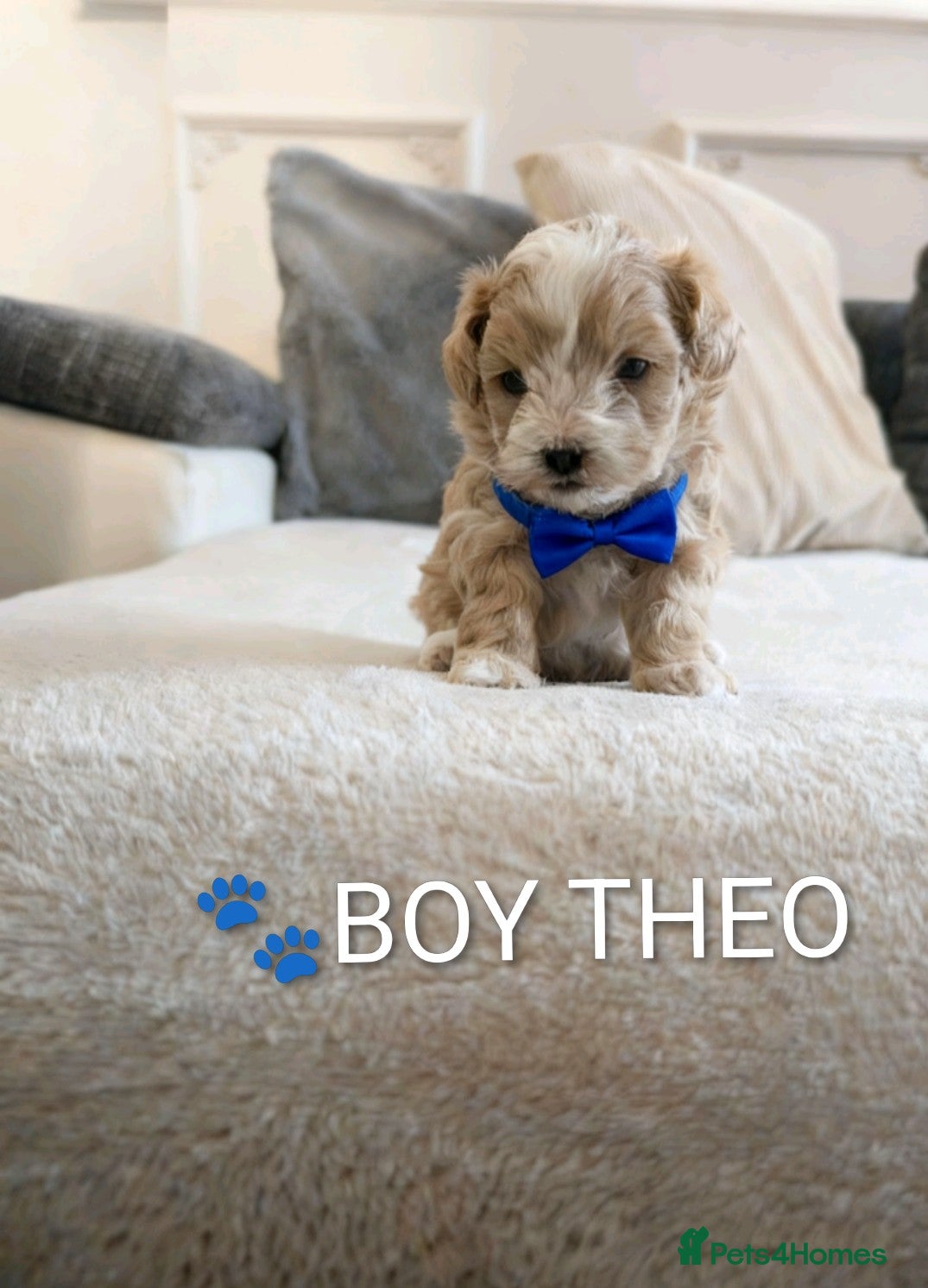 Maltipoo dogs 💫TOP QUALITY LUXURY F1 MALTIPOO LAST BOY❗🩵 - Advert 18