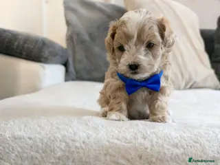 Maltipoo dogs 💫TOP QUALITY LUXURY F1 MALTIPOO LAST BOY❗🩵 - Advert 18