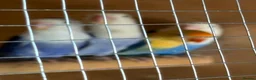 Lovebirds birds for sale: Four lovebirds for sale - Advert 3