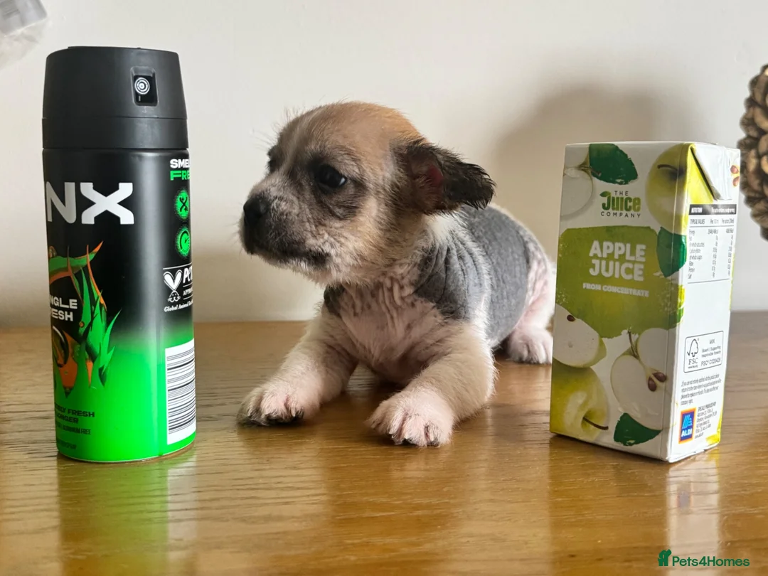 Chihuahua dogs for sale: Chihuahua puppies ( hairless ) - Advert 2