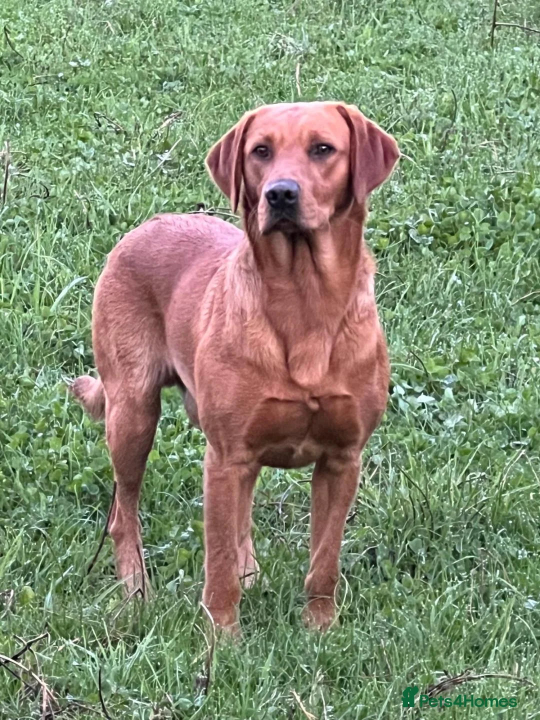 Labrador Retriever dogs for stud: EXTENSIVELY HEALTH TESTED FOX RED LABRADOR AT STUD in Petworth - Advert 14