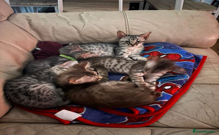 Mixed Breed cats - Advert 1