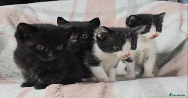 Maine Coon cats - Advert 4