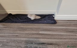 Persian cats for sale: Persian chinchilla  - Image 12