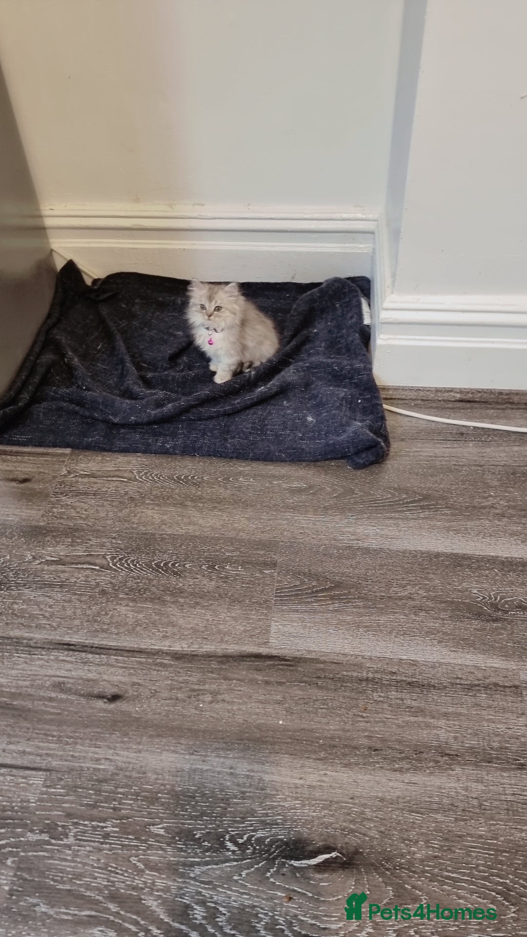 Persian cats for sale: Persian chinchilla  - Image 12