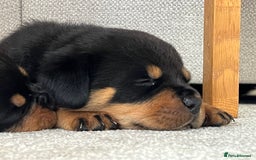Rottweiler dogs for sale: STUNNING  in Potters Bar - Image 7