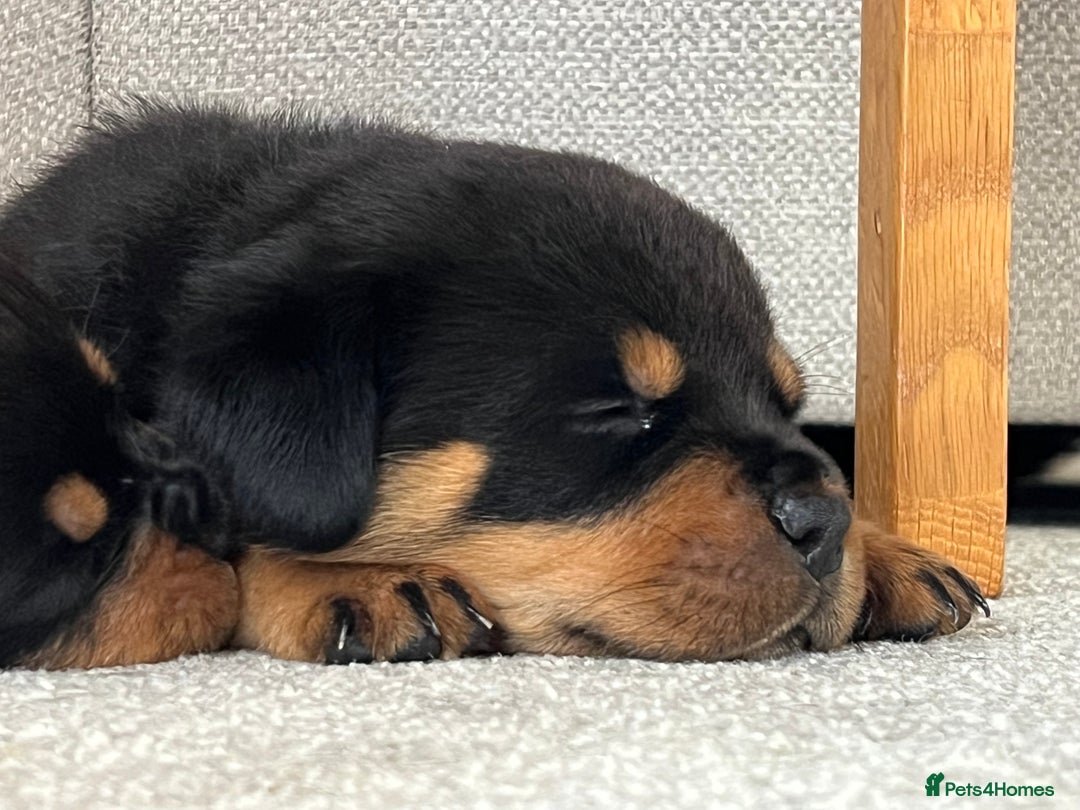 Rottweiler dogs for sale: STUNNING  in Potters Bar - Image 7