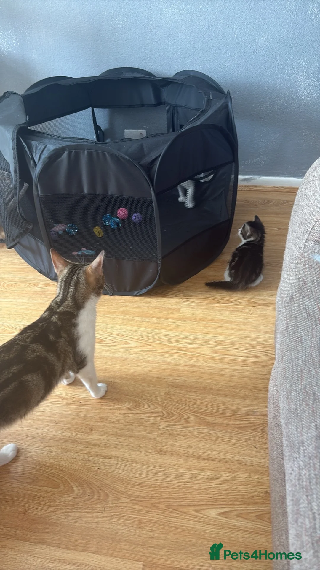 Mixed Breed cats for sale: 4 kittens are up for sale  in Milton Keynes - Advert 1