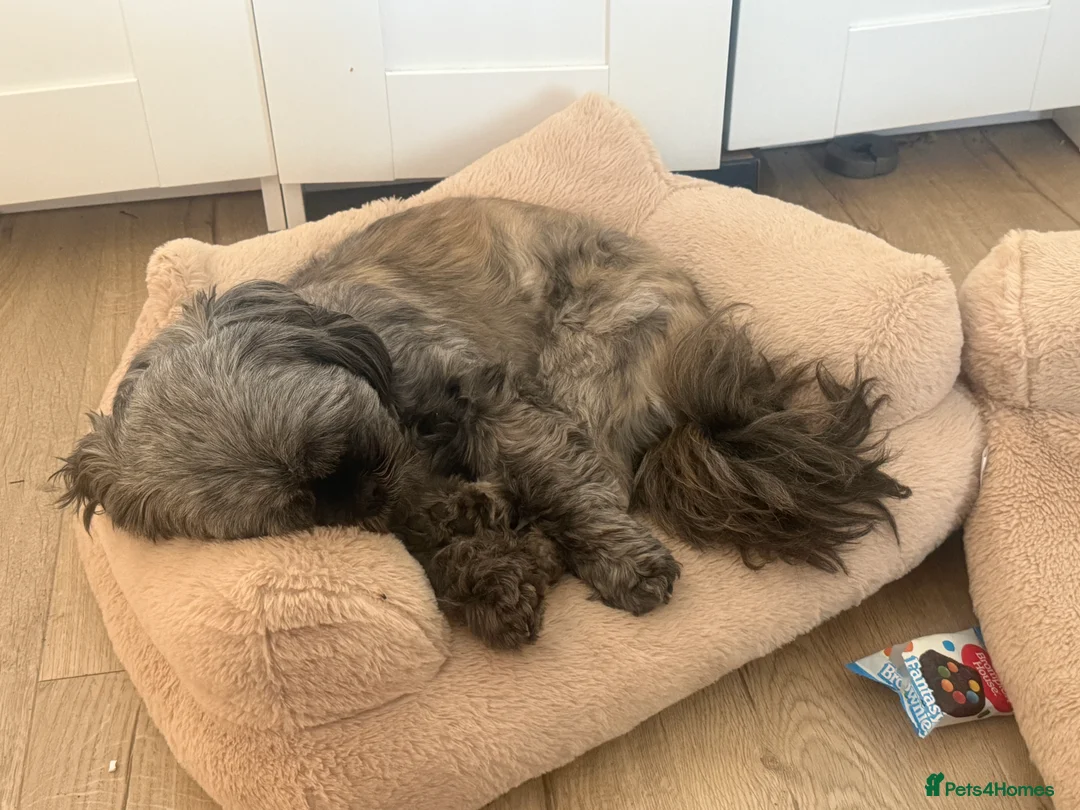 Shih Tzu dogs for sale: Female shihtzu for rehome - Advert 9