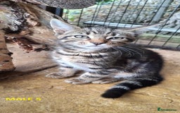 Mixed Breed cats for sale: Maine Coon X Kittens  in Coventry - Image 10