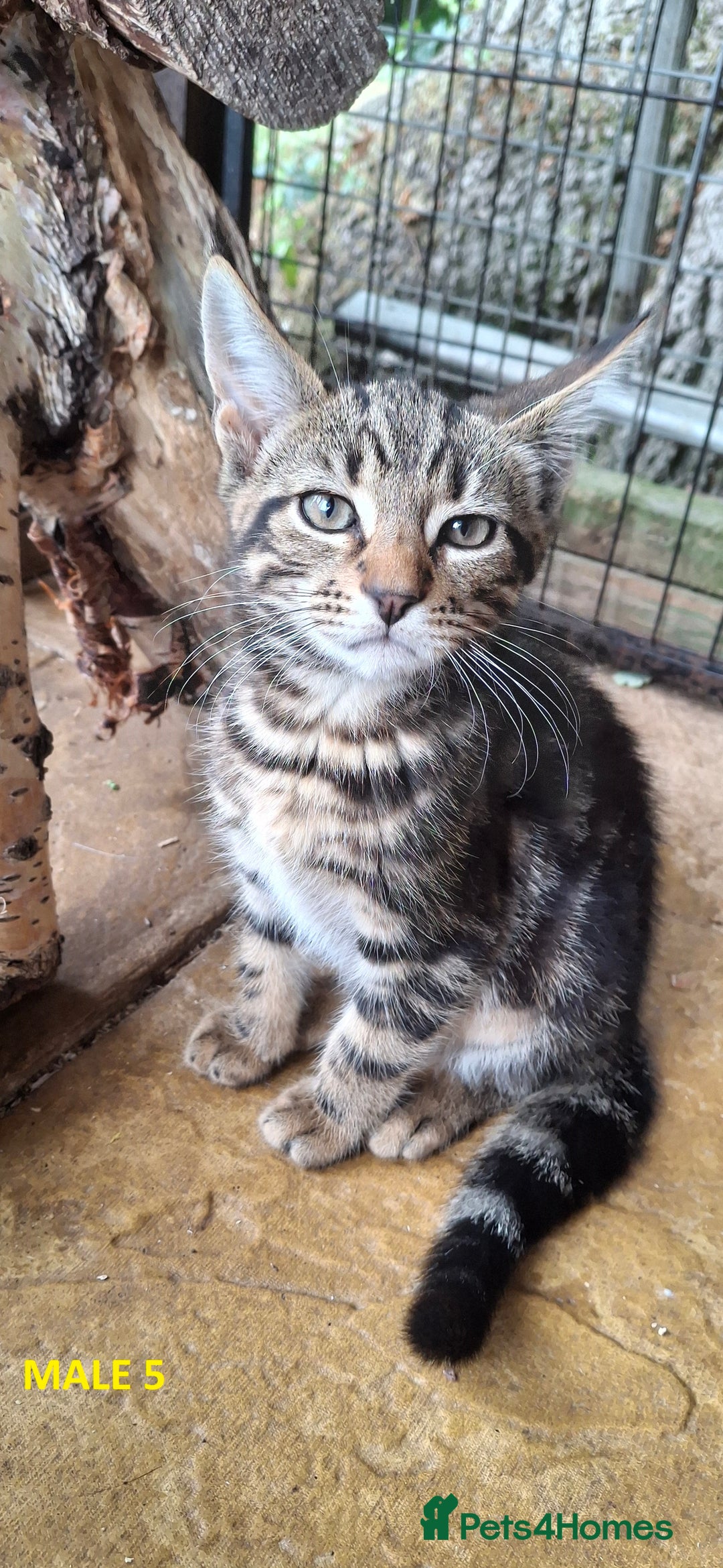 Mixed Breed cats for sale: Maine Coon X Kittens  in Coventry - Image 10