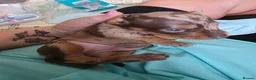 Miniature Dachshund dogs for sale: 7 beautiful little Dachshund  - Advert 32