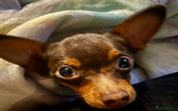 Russian Toy Terrier dogs for adoption: Skippy survival story - Image 7