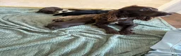 Cocker Spaniel dogs for sale: Cocker spaniel puppies  - Advert 23