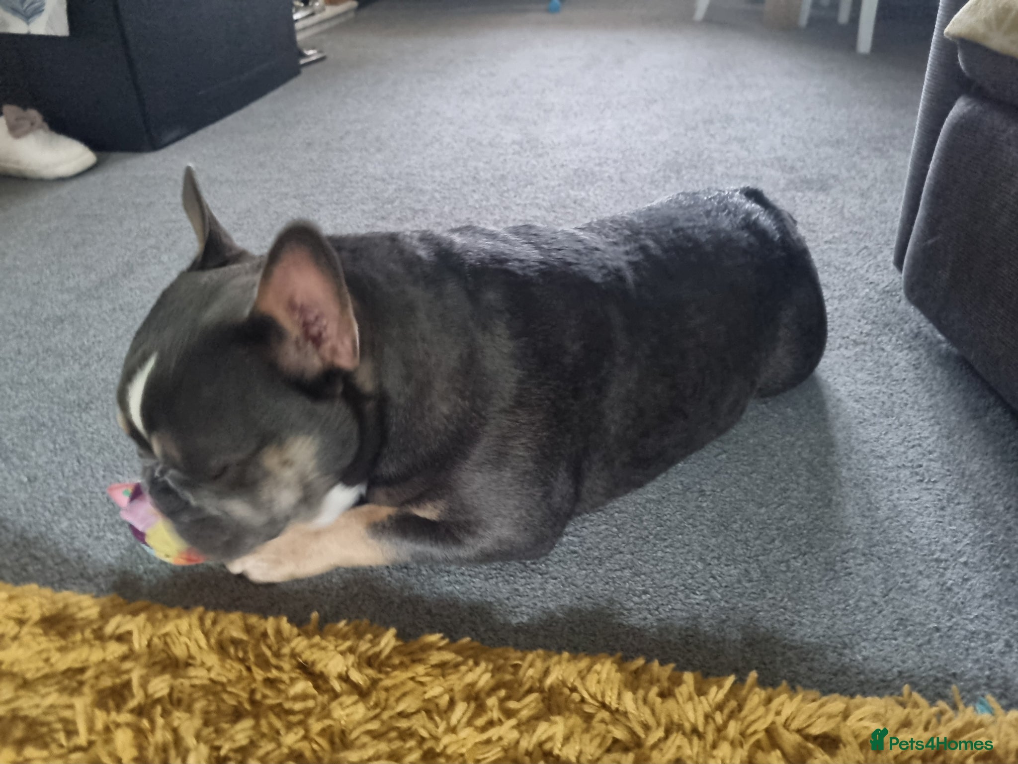 Mixed Breed dogs for sale: Male puppy - Advert 3