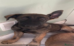 Mixed Breed dogs for sale: Belgian malinois X German shepherd  - Image 2